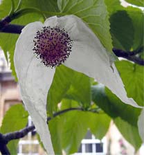 Davidia involucrata (Ghost Tree)