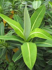 Euphorbia stygiana, Oxford Botanic Garden 