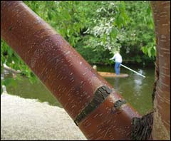 Punting on the Cherwell