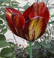 Kingblood Tulip