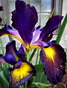 Spuria iris 'Missouri Iron Ore'