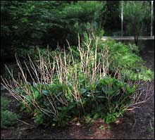 Hydrangea: Dead wood and new growth 