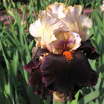 Bearded Iris 'Secret Service'
