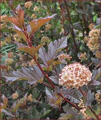 Commom Ninebark 'Summer Wine'