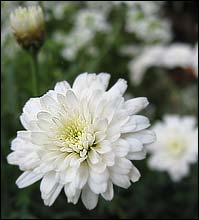 Proven Winners Molimba mini white 