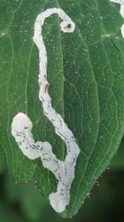 Columbine leaf miners