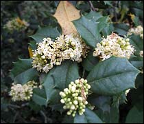 American Holly
