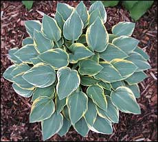 Hosta 'First Frost'
