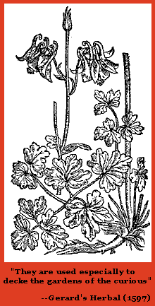 Woodcut of Columbines