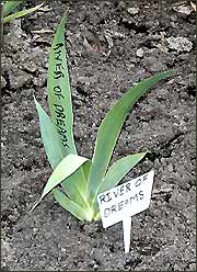 Iris 'River of Dreams'