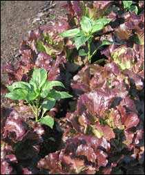 Lettuce and peppers together