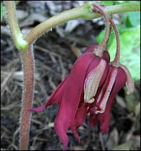 'Spotty Dotty' Asian Mayapple blooms
