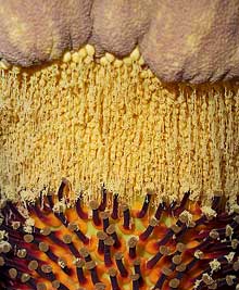 Male and Female flowers at base of corpse flower spadix; UC Davis, California from Wikipedia Commons