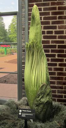 Corpse flower bud (Amorphophallis titanum)