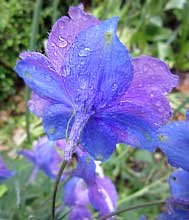 Delphinium 'Mistry Mauve'