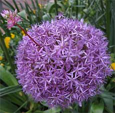 Globemaster Allium