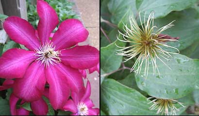 Clematis 