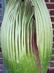 Amorphophallis titanus