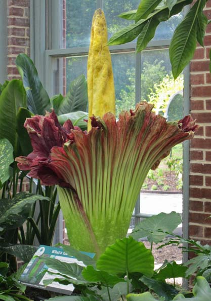 Amorphophallus titanum