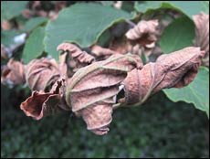 Witch Hazel 'Orange Beauty'