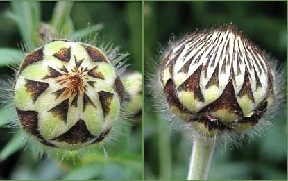 Scabiosa caucasica buds