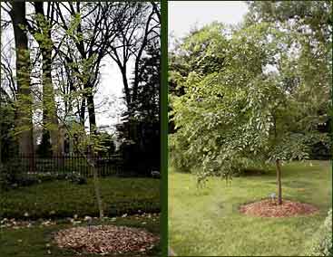 'Accolade Elms: 2002 and 2003