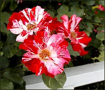 'Fourth of July' Rose