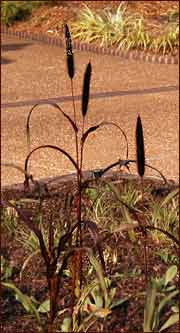 Ornamental Millet 'Purple Majesty'