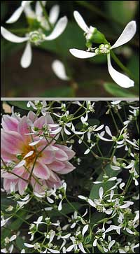 Spurge 'Diamond Frost'