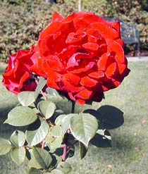 Liebeszauber Rose