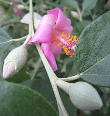 Norfolk Island hibiscus