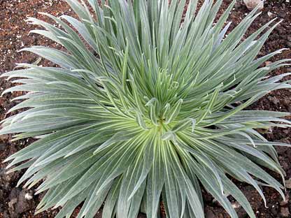 Tower of Jewels rosette