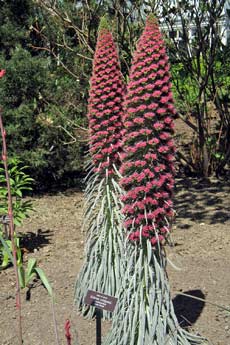 Ecium wildpretii (Tower of Jewels) NYBG, May 2011