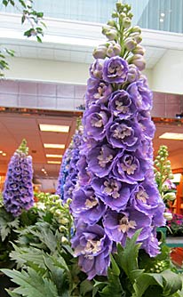 Delphinium