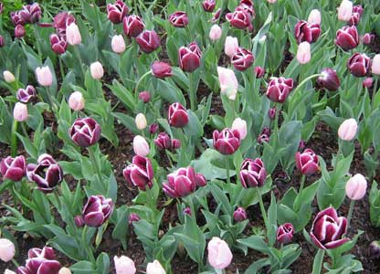 'Jackpot & 'Pink Diamond Tulips