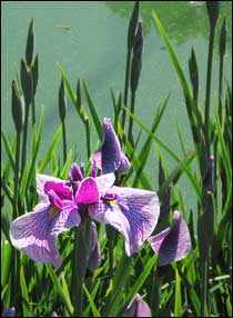 Japanese Iris in Japanese Garden