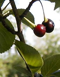 Ripe cherries of a Japanese Cherry Tree