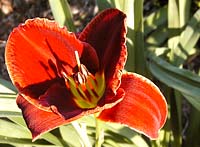 Daylilt 'Watermelon Slice'