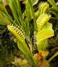 Venus fly-trap