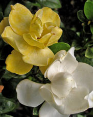 Gardenia 'Leeone' Jubilation