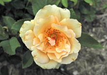 Earth-Kind 'Winter Sunset'