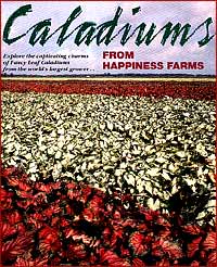 Happiness Farms flyer