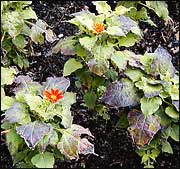 Mexican Sunflower 'Festa Del Sol'