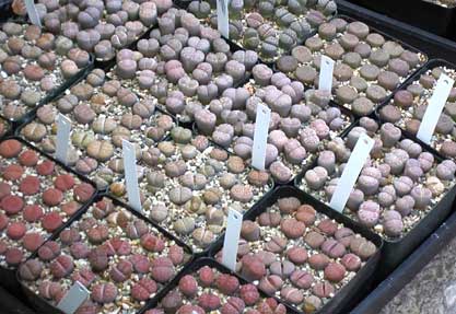 Lithops in boxes