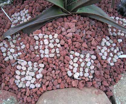 Lithops boxes planted