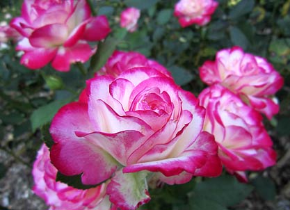 'Cherry Parfait' Rose