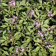 Linde Armstrng cleome