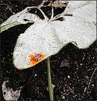 Green Hawthorne rust