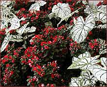 Pixie Bi-Color impatience 