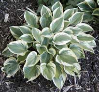 Peace Hosta